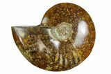 Polished, Agatized Ammonite (Cleoniceras) - Madagascar #164144-1
